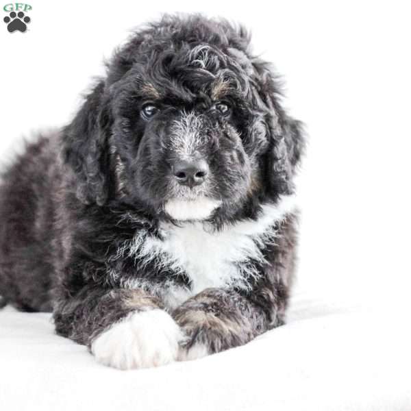 Cowboy, Bernedoodle Puppy